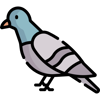 pigeon